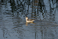 Phalaropus fulicarius