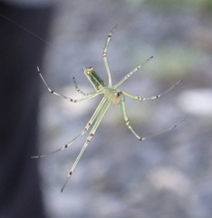 Leucauge decorata