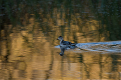 Phalaropus fulicarius
