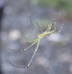 Leucauge decorata