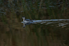 Phalaropus fulicarius