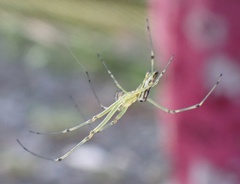 Leucauge decorata