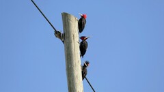 Campephilus leucopogon