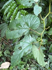 Begonia longifolia