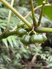 Begonia longifolia
