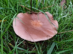 Lepista personata
