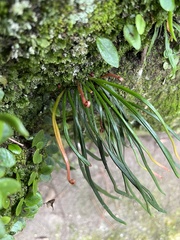 Haplopteris anguste-elongata