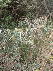 Cyperus textilis