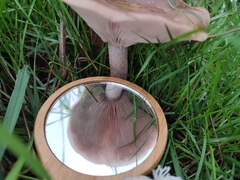 Lepista personata