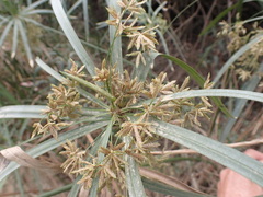 Cyperus textilis
