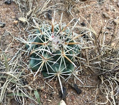 Coryphantha ottonis