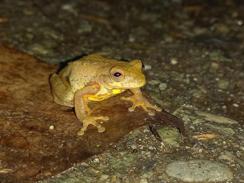 Boettger's Colombian Tree Frog from Montenegro, Quindío, Colombia on ...