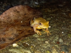 Dendropsophus columbianus