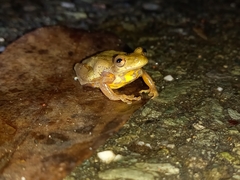 Dendropsophus columbianus