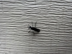 Penthetria heteroptera