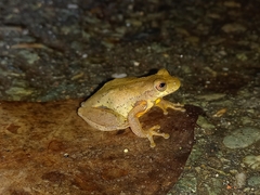 Dendropsophus columbianus