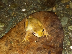 Dendropsophus columbianus