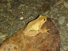 Dendropsophus columbianus