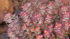 Crassula rupestris