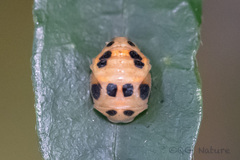 Cheilomenes sexmaculata