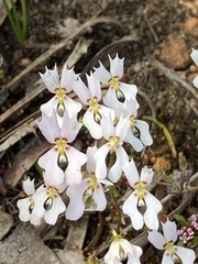 Stylidium calcaratum