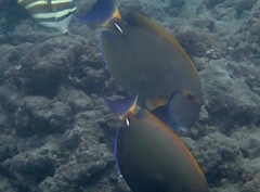 Acanthurus dussumieri