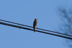 Phoenicurus erythrogastrus