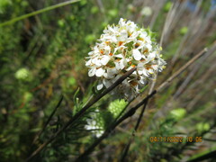 Microdon capitatus