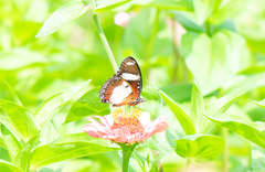 Hypolimnas misippus