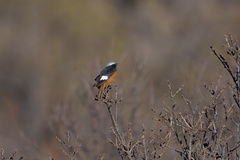 Phoenicurus erythrogastrus