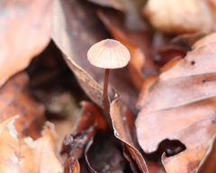 Mycena rosella