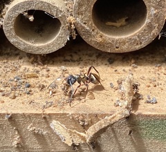 Polyrhachis rufifemur