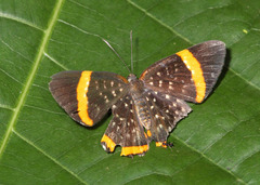 Riodina lysippus