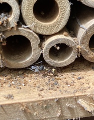 Polyrhachis rufifemur