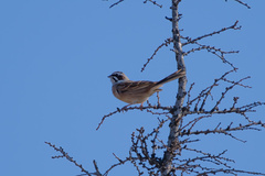 Emberiza cioides