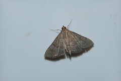 Herpetogramma licarsisalis