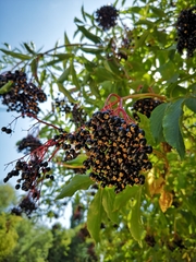 Sambucus nigra