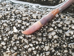 Aporrectodea icterica