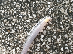 Aporrectodea icterica