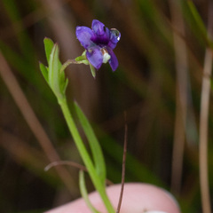 Monopsis debilis