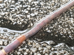 Aporrectodea icterica