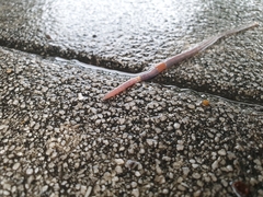 Aporrectodea icterica