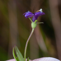 Monopsis debilis