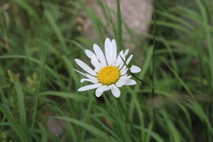 Leucanthemum