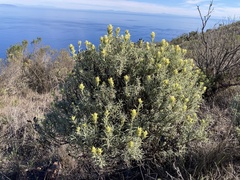 Castilleja grisea