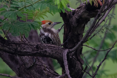 Leiopicus mahrattensis