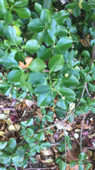 Euonymus japonicus