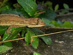 Anolis auratus