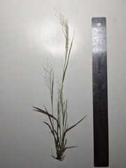 Panicum flexile