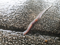 Aporrectodea icterica